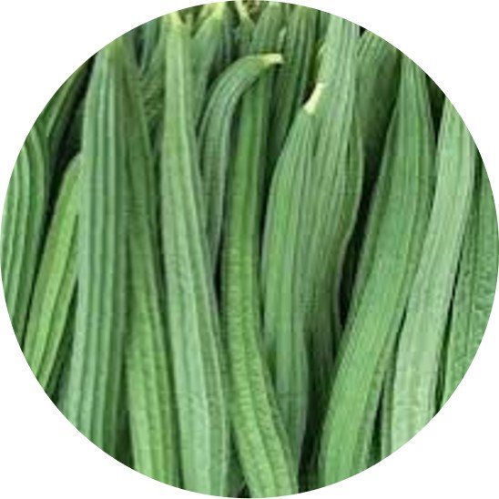 Bottle Gourd - Surekha